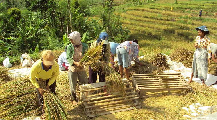 Cerita dari Desa  Bonus Demografi Dalam Cengkeraman Kapitalis